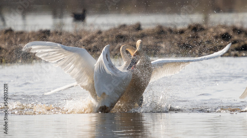 Swans Fighting