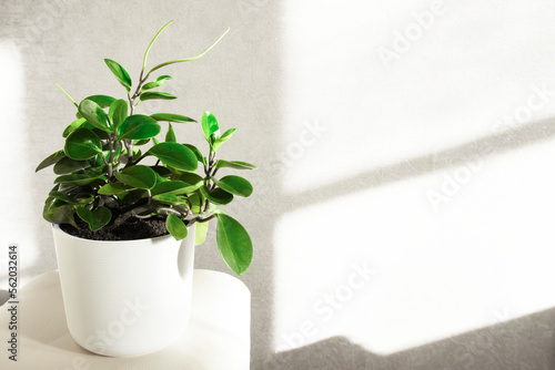 Home plantings, indoor plant peperomia in a white pot close-up against the background of a plain wall.