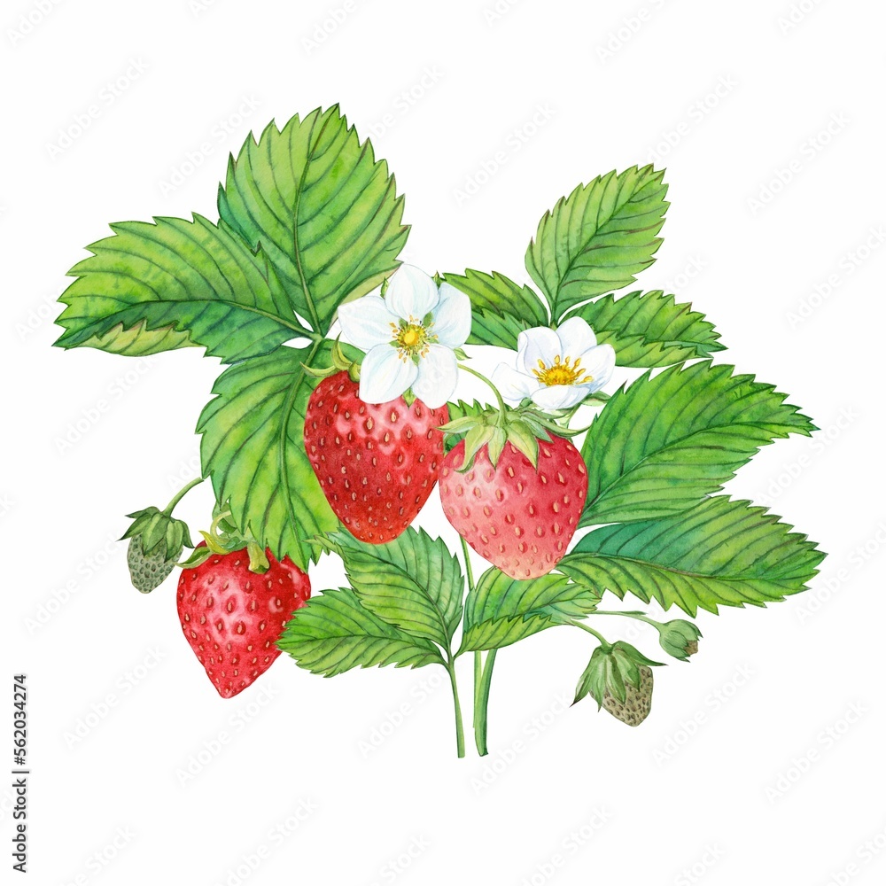 Strawberry plant with red berries, watercolor painting. Design for groceries, farm products, tea, natural cosmetics. Summer garden design element. Strawberry plant with red berries, watercolor painting. Design for groceries, farm products, tea, natural cosmetics. Summer garden design element.