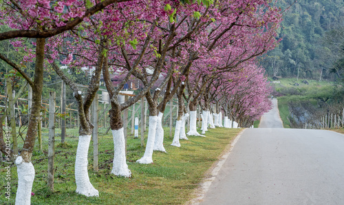 Rows of full-bloomed Cherry blossom trees side road in Doi Ang Khang at Chiang Mai, Thailand.