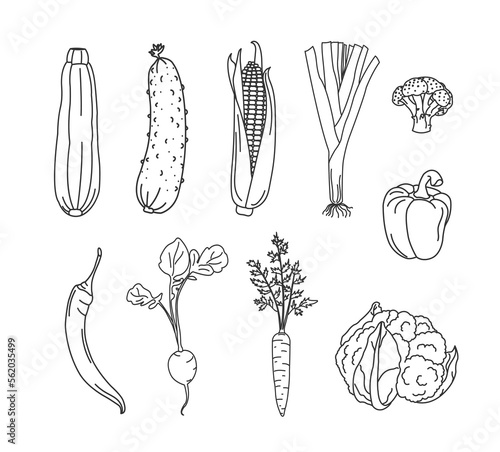 set with vegetables doodle, poster with healthy vegetables, carrot, radish, leek, cucumber, cauliflower, corn, broccoli, zucchini, store advertising banner on a white background with black lines