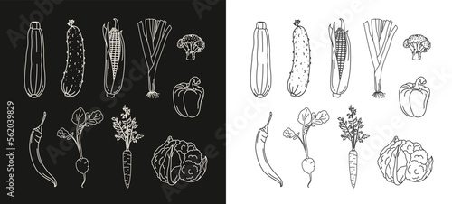 set with vegetables doodle, poster with healthy vegetables,
carrot, radish, leek, cucumber, cauliflower, corn, broccoli, zucchini, store advertising banner on black and white background