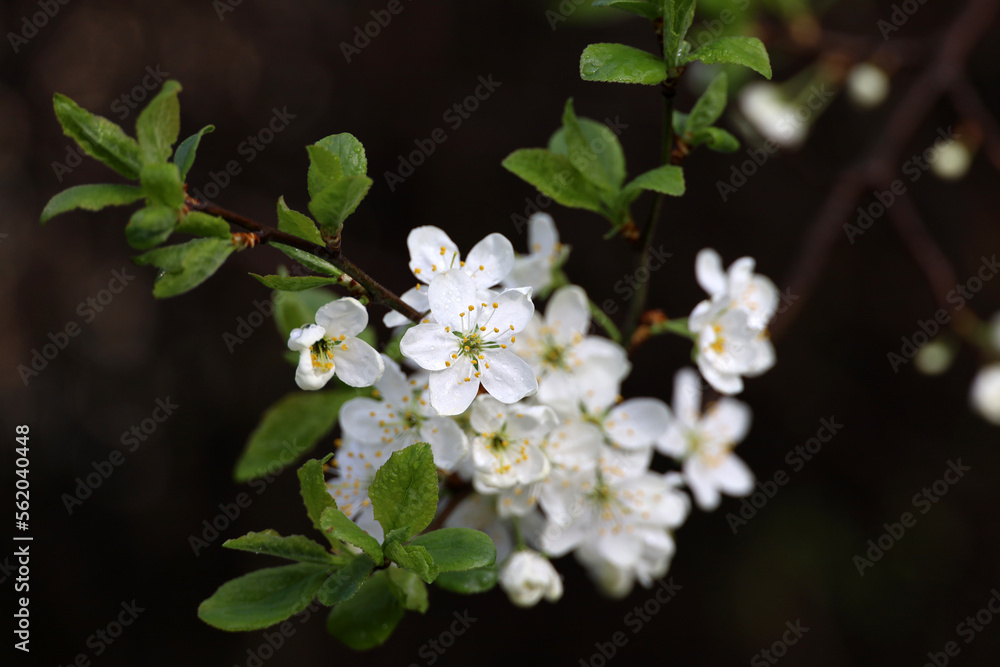 Cherry blossom in spring garden. White flowers and young green leaves covered by rain drops on a branch Cherry blossom in spring garden. White flowers and young green leaves covered by rain drops on a branch