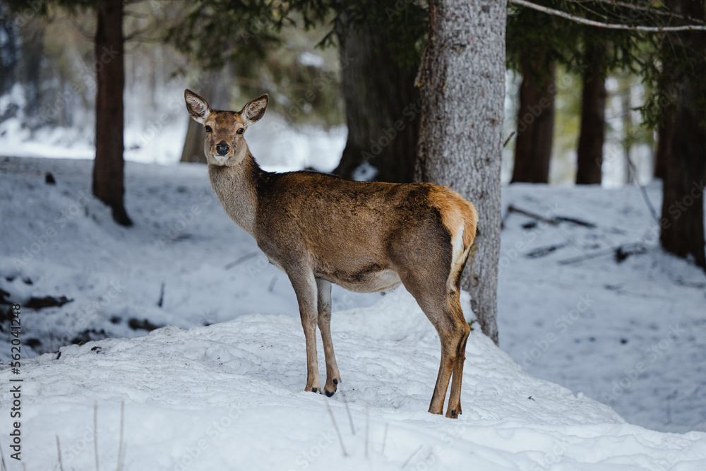 Wild red deers in the mountains during winter with snow Wild red deers in the mountains during winter with snow