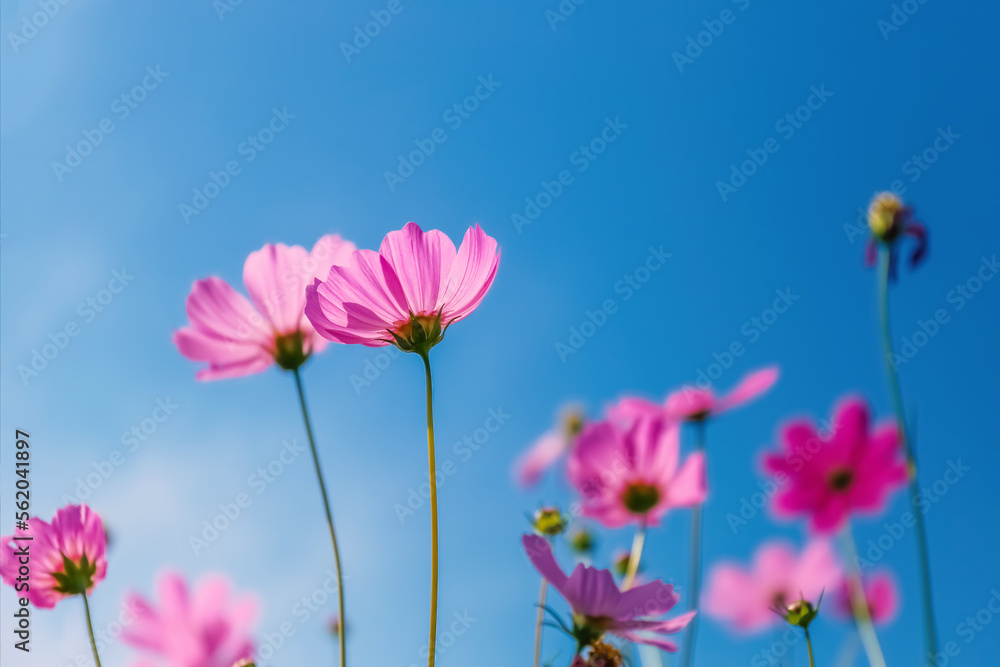cosmos flowers in the field against bright blue sky cosmos flowers in the field against bright blue sky