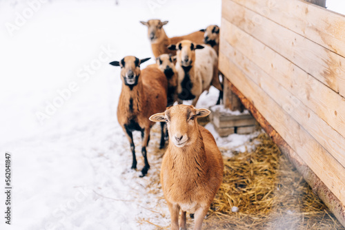 Herd of brown goats in cold winter with snow piled up