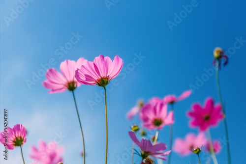 cosmos flowers in the field against bright blue sky