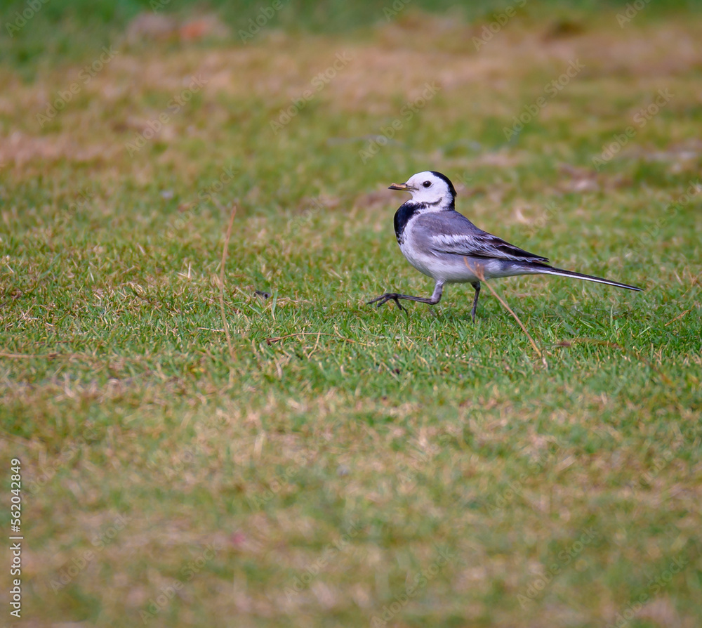 A White Wagtail , a small passerine bird is roaming on a field. A White Wagtail , a small passerine bird is roaming on a field.