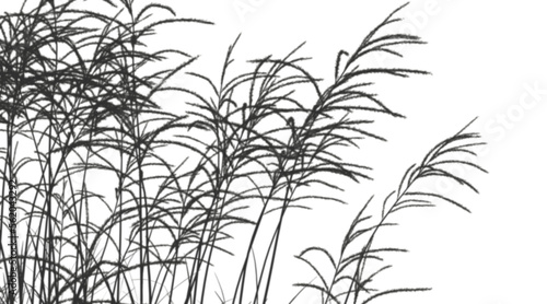 Realistic blur shadow meadow grass field flow cut out transparent backgrounds 3d illustration png file