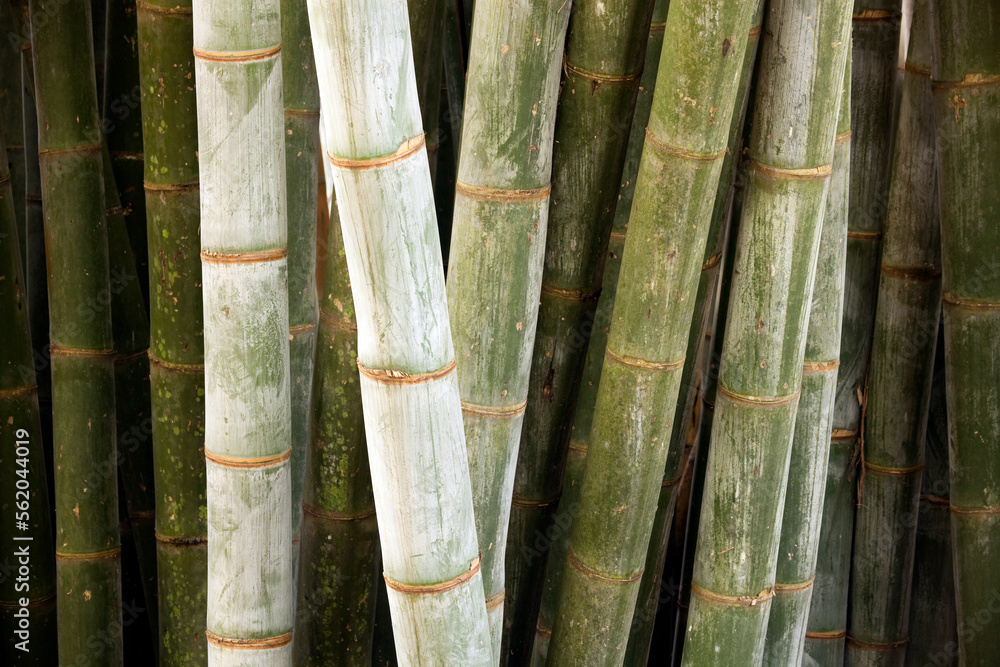 Bamboos are a diverse group of evergreen perennial flowering plants making up the subfamily Bambusoideae of the grass family Poaceae. Giant bamboos are the largest members of the grass family. Bamboos are a diverse group of evergreen perennial flowering plants making up the subfamily Bambusoideae of the grass family Poaceae. Giant bamboos are the largest members of the grass family.