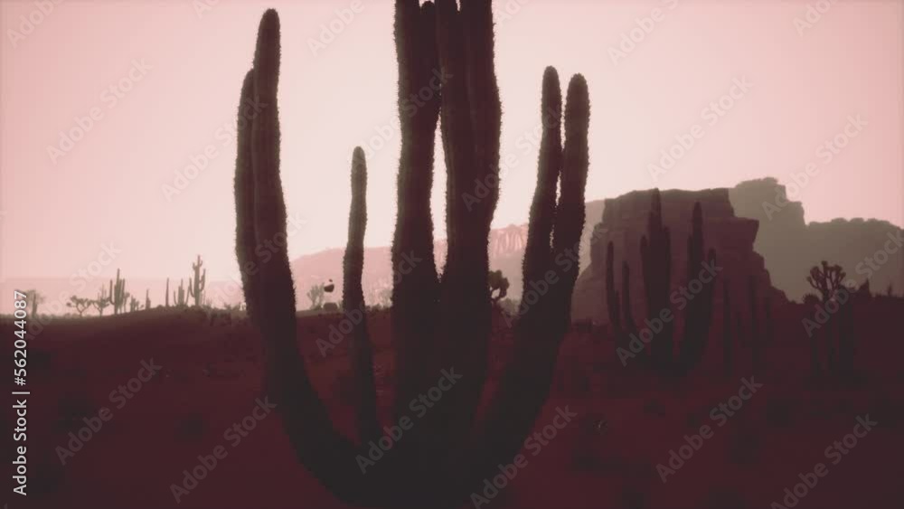 Sunset view of the Arizona desert with Saguaro cacti and mountains Sunset view of the Arizona desert with Saguaro cacti and mountains