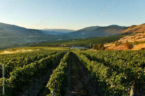 Quadro su tela Organic Vineyard Osoyoos Okanagan Valley