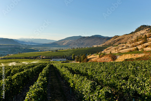 Organic Vineyard Osoyoos Okanagan Valley