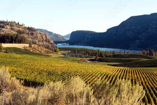 Organic Vineyard Okanagan Valley photo