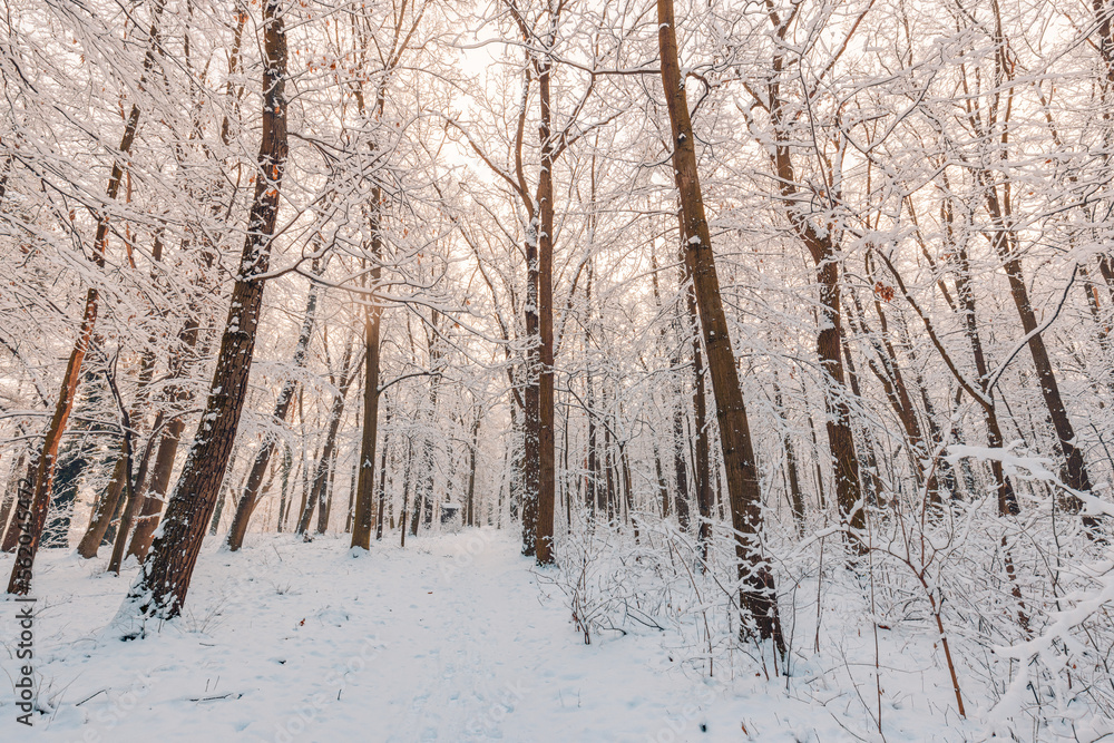 Majestic winter woodland. Sunny warm sunlight over snow covered trees, tranquil idyllic winter adventure landscape. Frost in sunset winter wonderland, amazing snowy nature mountain scene Majestic winter woodland. Sunny warm sunlight over snow covered trees, tranquil idyllic winter adventure landscape. Frost in sunset winter wonderland, amazing snowy nature mountain scene