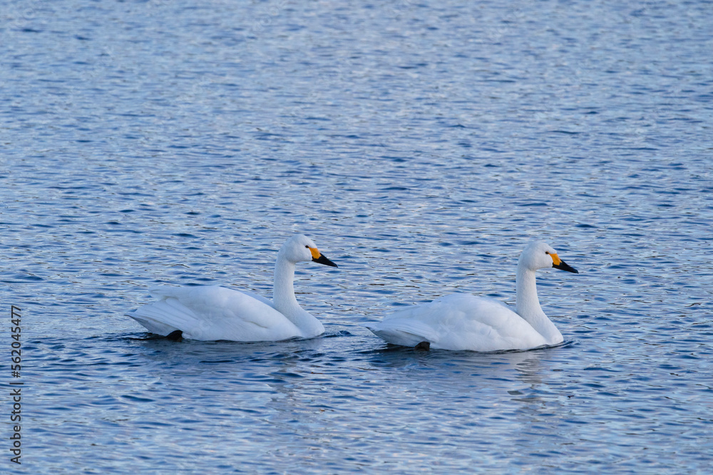 Obraz premium 水面をゆっくり進む2羽のコハクチョウ