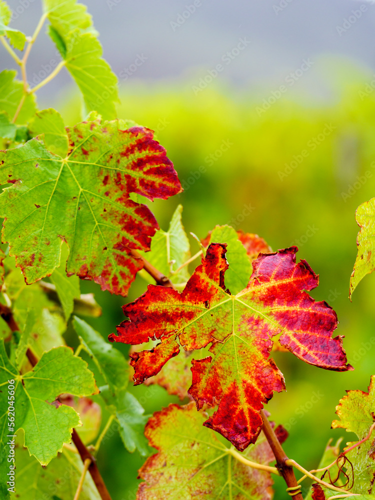 Red leaves on grape vines are caused by biotic (viruses, bacteria, and