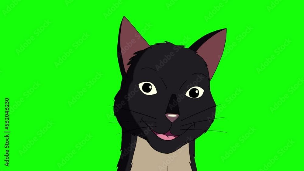 Black Cat meows close-up chroma key 4K Black Cat meows close-up chroma key 4K