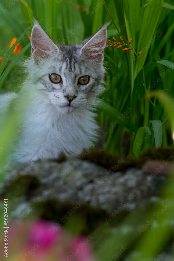 Junge Main Coon Katze