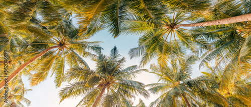 Summer beach background palm trees against blue sky banner panorama, travel destination. Tropical beach background with palm trees silhouette at sunset. Vintage effect. Meditation peaceful nature view © icemanphotos