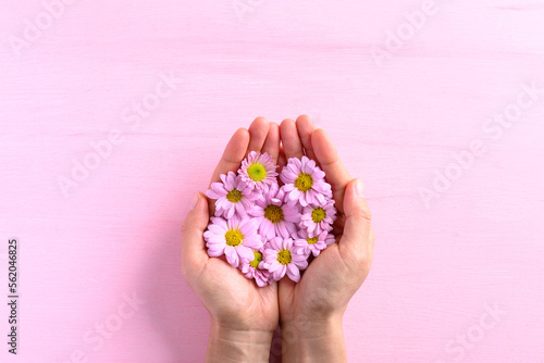 Pink Chrysanthemum flower in woman hand on pink background, spring season