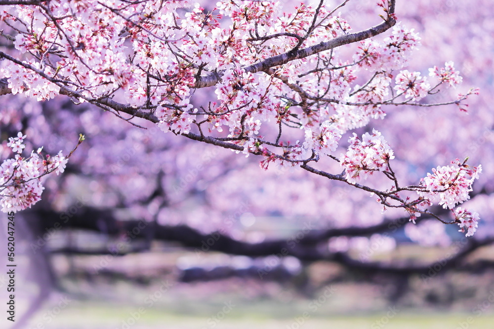 Obraz premium 満開の美しい桜