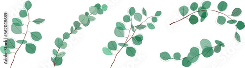Eucalyptus branches collection.Eucalyptus silver dollar , natural leaves and branches designer art tropical elements set. Hand drawn,one line eucalyptus leaves and branches.