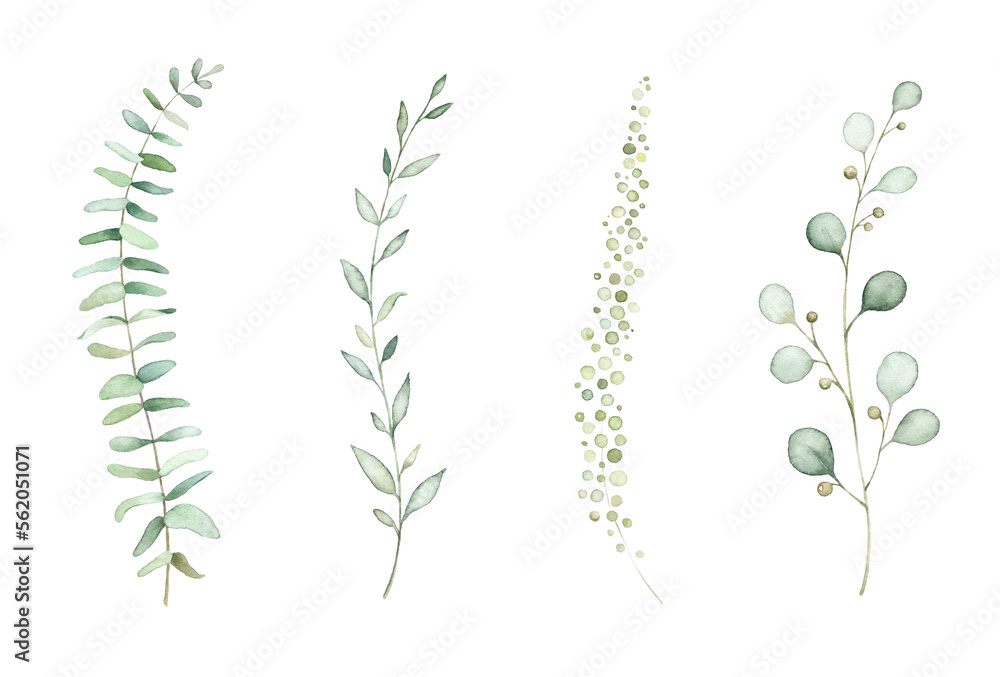 Decorative green eucalyptus branches. Decorative green eucalyptus branches.