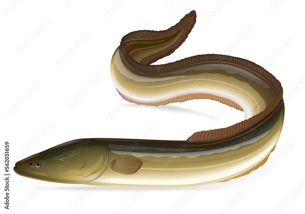 Φωτογραφία Realistic fish European eel, isolates on white