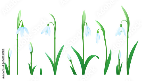 Fototapeta Naklejka Na Ścianę i Meble -  Set of snowdrop flowers of different sizes and stages of flowering for compositions isolated on white