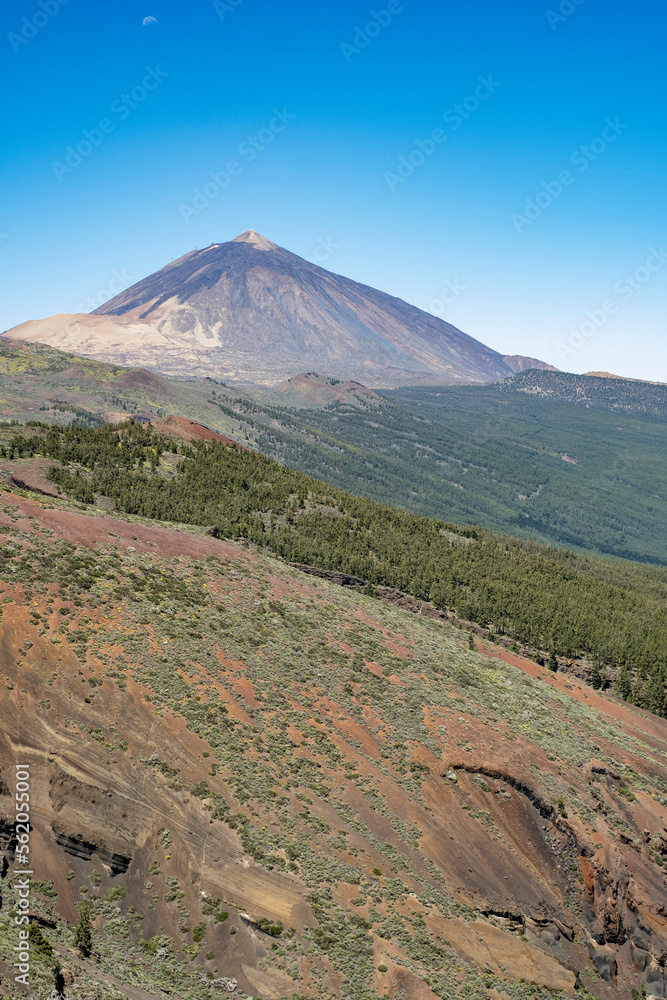 landscape, vertical, views of Teide volcano, cloudless morning, blue sky, sunny, forest on the mountain slopes. Tenerife, canary islands, spain