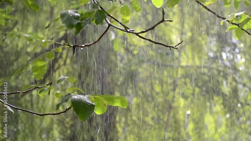 Heavy rain. Drops of heavy rain dripping on large green leaves of tree