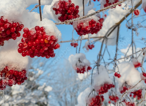 Frozen red berries of edible medicinal viburnum covered with prickly hoarfrost and snow against the blue sky