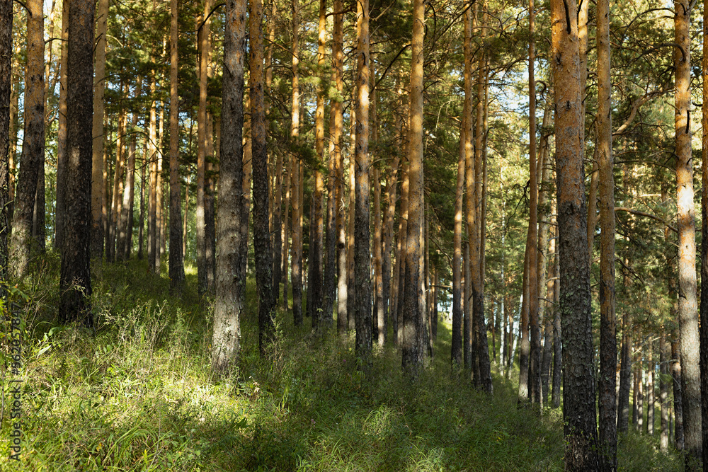Fototapeta premium Charm bright landscape with sunny summer pine forest on slope with golden sunbeams and rays, shadows, green grass. Beautiful wild outdoors for hiking and adventure, forest background.