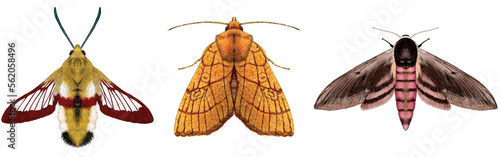 Broad Bordered Bee Hawk, Orange Sallow, Privet Hawk Moths