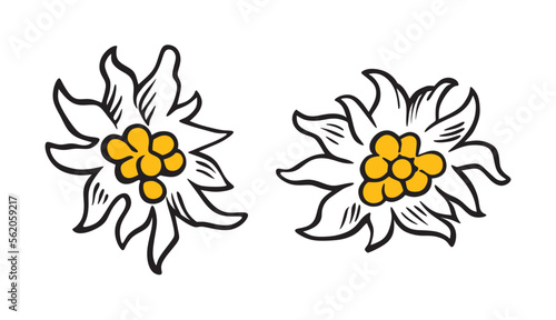 Edelweiss170123b