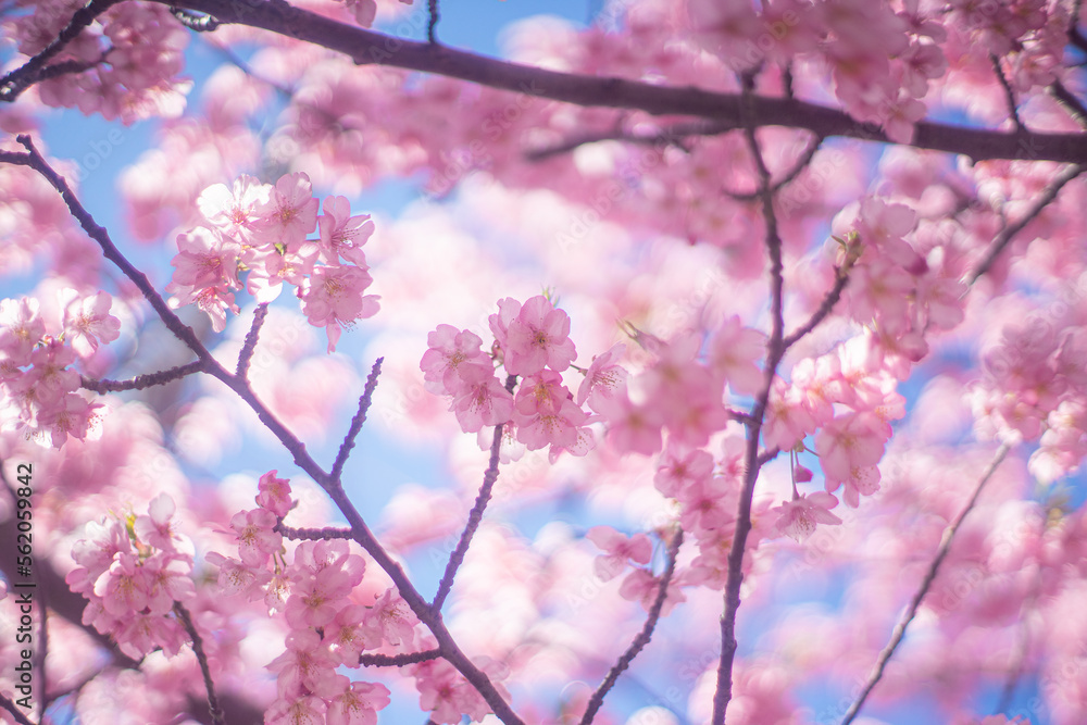 河津桜と空 河津桜と空