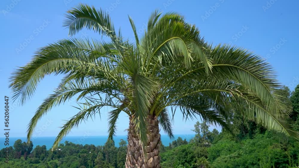 Palm branches sway in the wind against the blue sky. Palm branches sway in the wind against the blue sky.