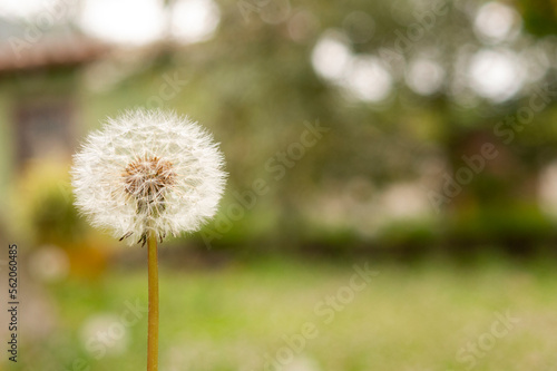 Dandelion in the middle of the field