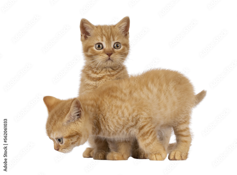 2 Red British Shorthair cat kittens, playing together. Both looking away from camera. Isolated cutout on a transparent background. 2 Red British Shorthair cat kittens, playing together. Both looking away from camera. Isolated cutout on a transparent background.