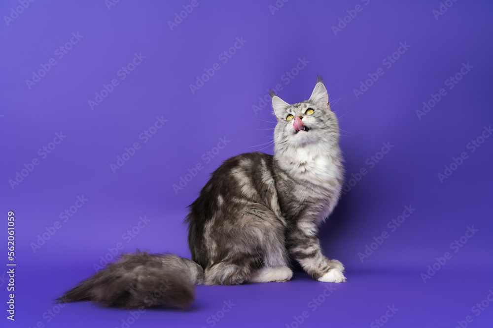 Longhair Maine Coon Cat with tongue sticking out licks lips and throws back head looking up. Part of series photos of kitten black silver classic tabby and white color. Studio shot on blue background