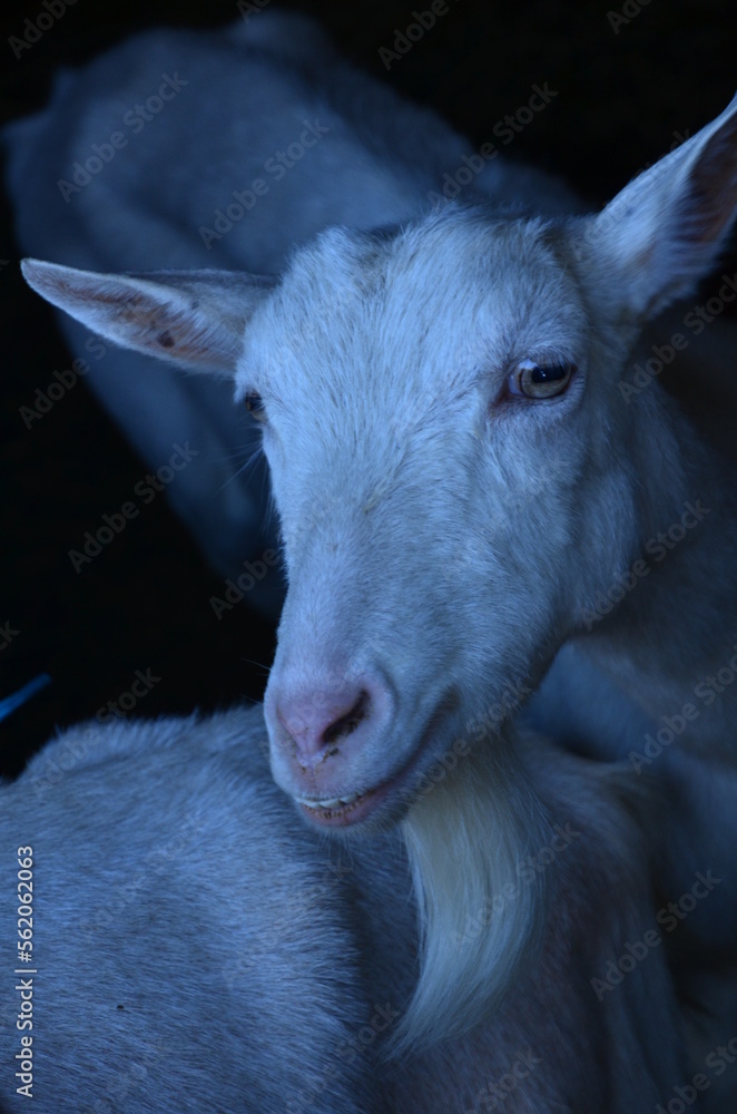 Fototapeta premium Smiling white goat