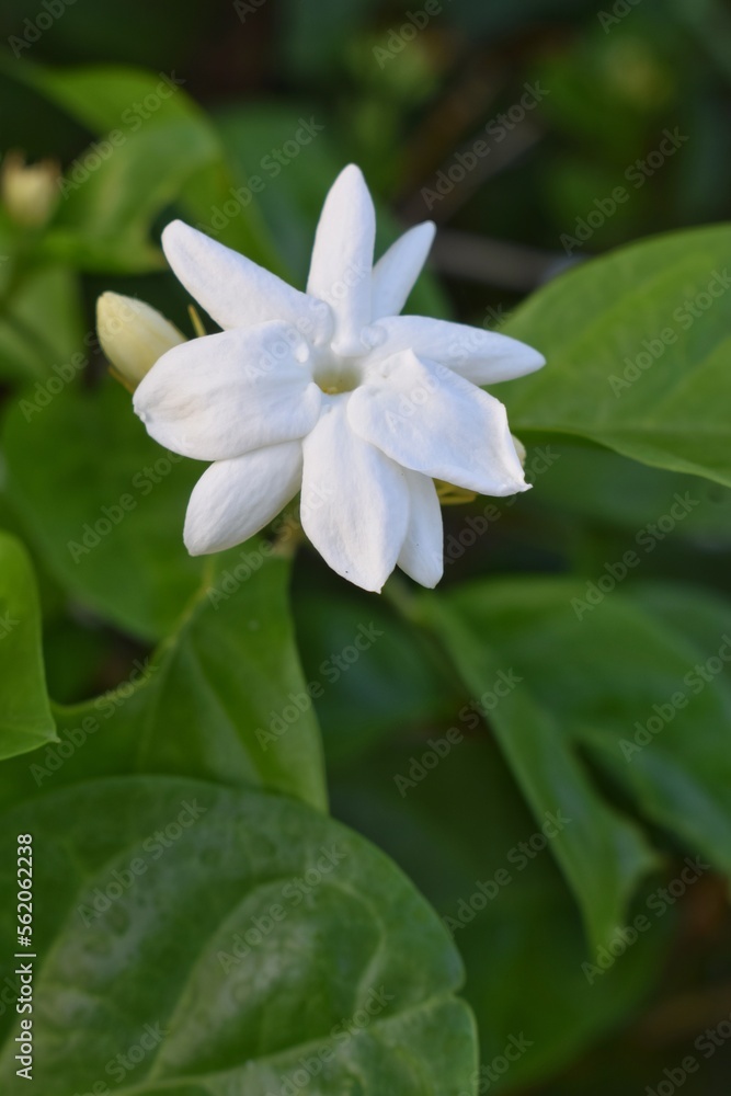Fototapeta premium Jasmine flower in the home garden
