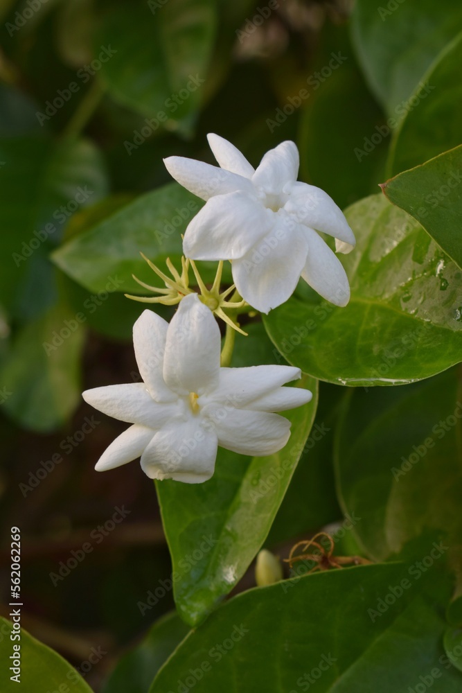 Jasmine flower in the home garden Jasmine flower in the home garden