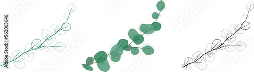 Eucalyptus branches collection.Set of differents green and black eucalyptus branches. Natural leaves and branches designer art tropical elements . Hand drawn,one line eucalyptus leaves and branches.