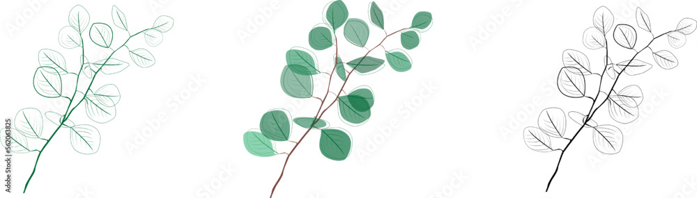 Eucalyptus branches collection.Set of differents green and black eucalyptus branches. Natural leaves and branches designer art tropical elements . Hand drawn,one line eucalyptus leaves and branches.