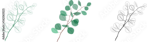 Eucalyptus branches collection.Set of differents green and black eucalyptus branches. Natural leaves and branches designer art tropical elements . Hand drawn,one line eucalyptus leaves and branches.