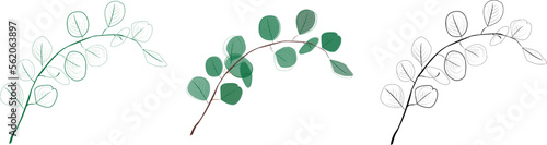 Eucalyptus branches collection.Set of differents green and black eucalyptus branches. Natural leaves and branches designer art tropical elements . Hand drawn,one line eucalyptus leaves and branches.