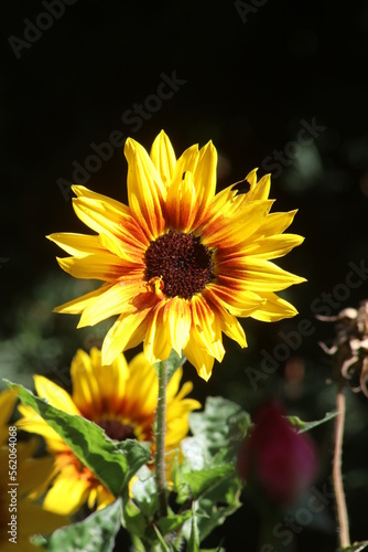 Sonnenblumen