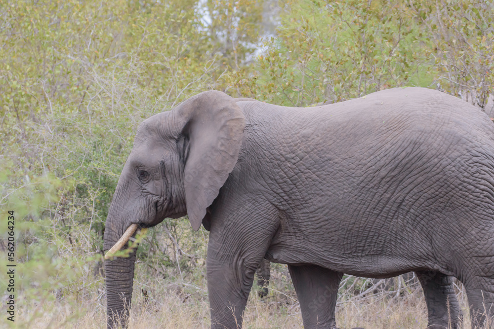 Fototapeta premium African elephants are a genus comprising two living elephant species, the African bush elephant and the smaller African forest elephant.